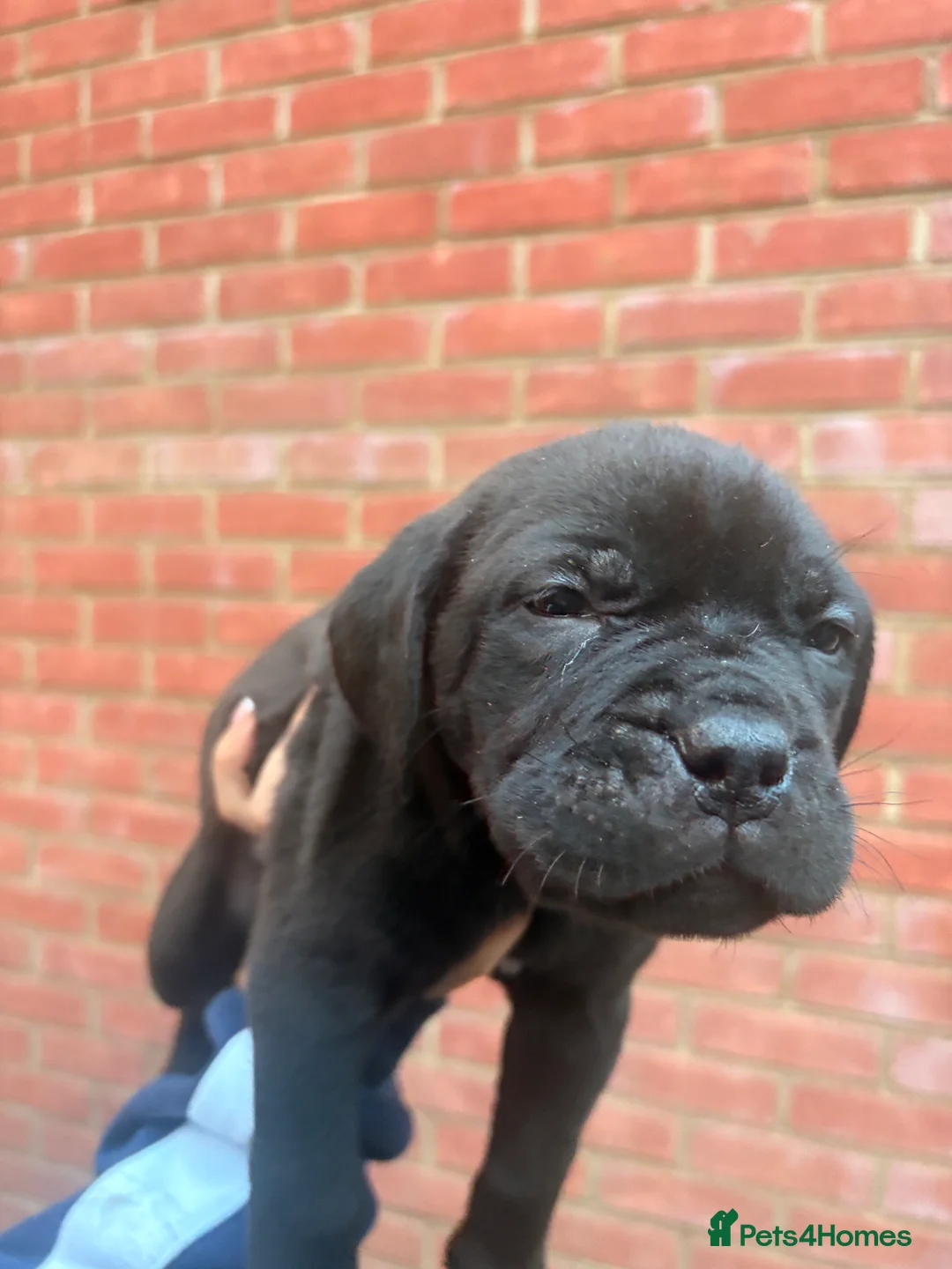Mixed Breed dogs for sale: Puppies for Sale!! - Advert 14