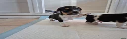 Jack Russell dogs for sale: Short legged jack russels in Harwich - Advert 10