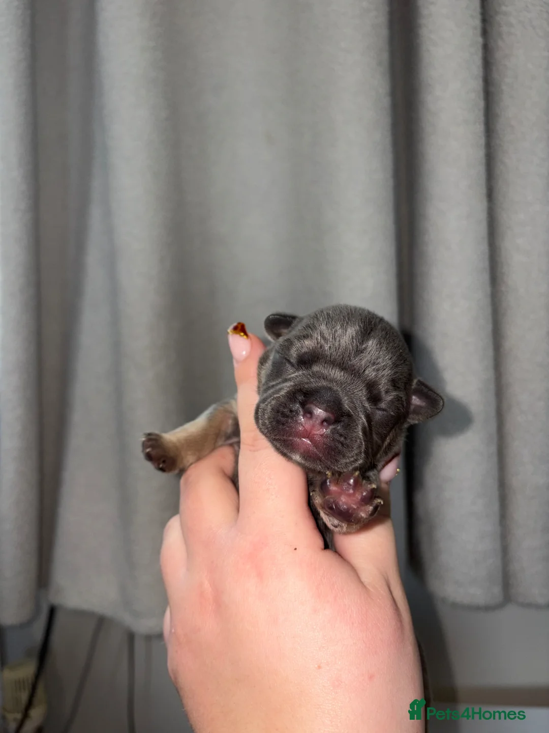 French Bulldog dogs for sale: Fully health tested French bull dog puppies  - Advert 16