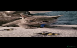 British Shorthair cats for sale: ✨️stunning brittish Shorthair kittens✨️ - Advert 9