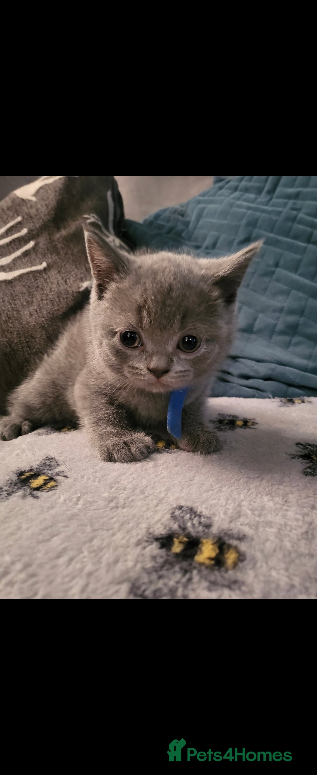 British Shorthair cats for sale: ✨️stunning brittish Shorthair kittens✨️ - Advert 9