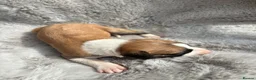 Lurcher dogs for sale: Lurcher puppies  - Advert 11