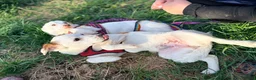 Mixed Breed dogs for adoption: ❤️🐶 AISY & BASIA –TWO LITTLE SUNBEAMS TOGETHER in Burton-on-Trent - Advert 6