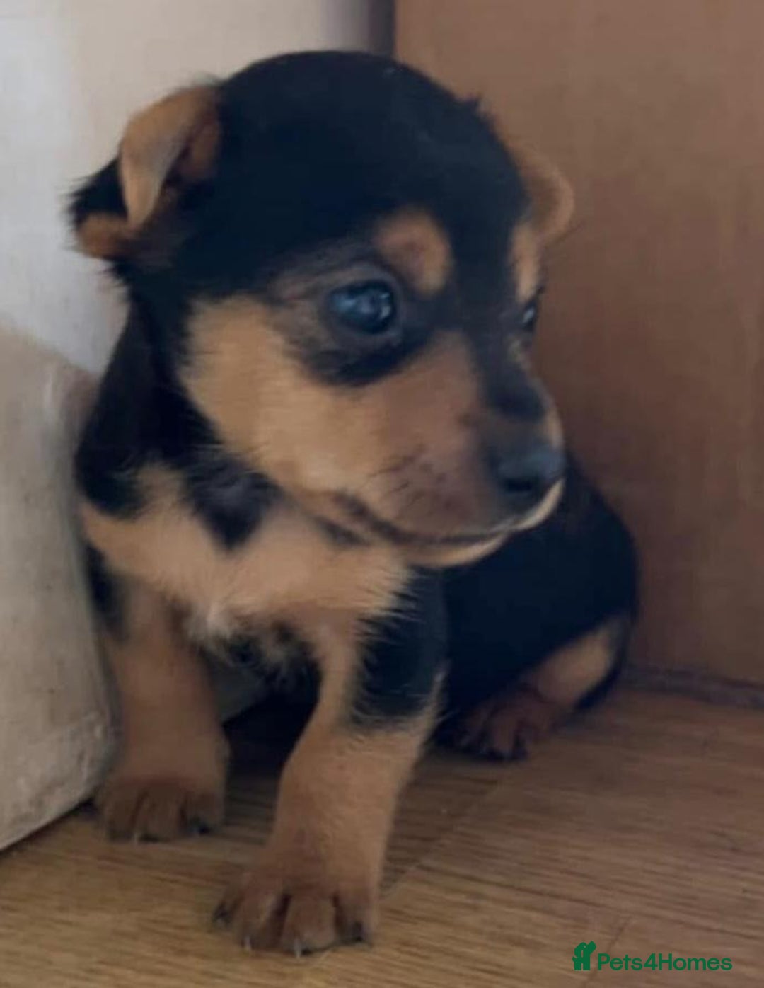 Jack Russell dogs for sale: Jack Russell puppies  - Advert 2