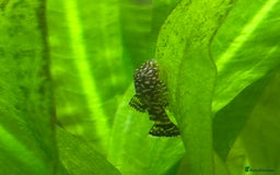 Plecos fish for sale: Common bristlenose pleco - Image 1