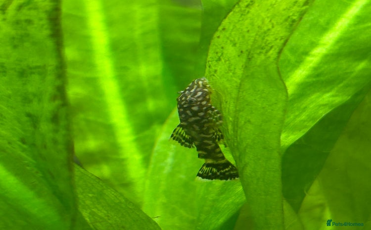 Plecos fish - Advert 8