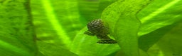 Plecos fish for sale: Common bristlenose pleco - Advert 1