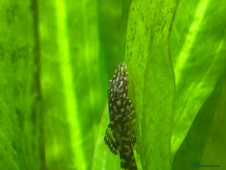 Plecos fish - Advert 2