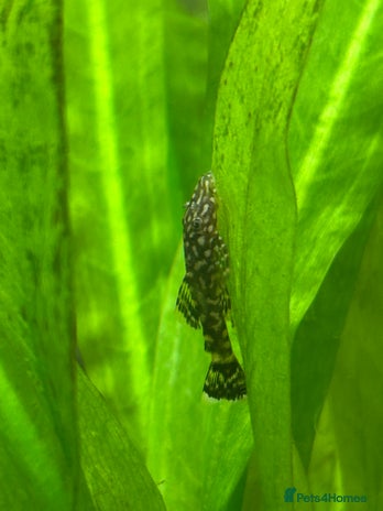 Plecos fish - Advert 1