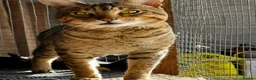 Savannah cats for sale: Savannah F4 girls - Advert 14