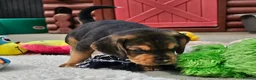 Bocker dogs for sale: Beautiful Bocker Pups - Ready 14.09.26 in Thirsk - Advert 33