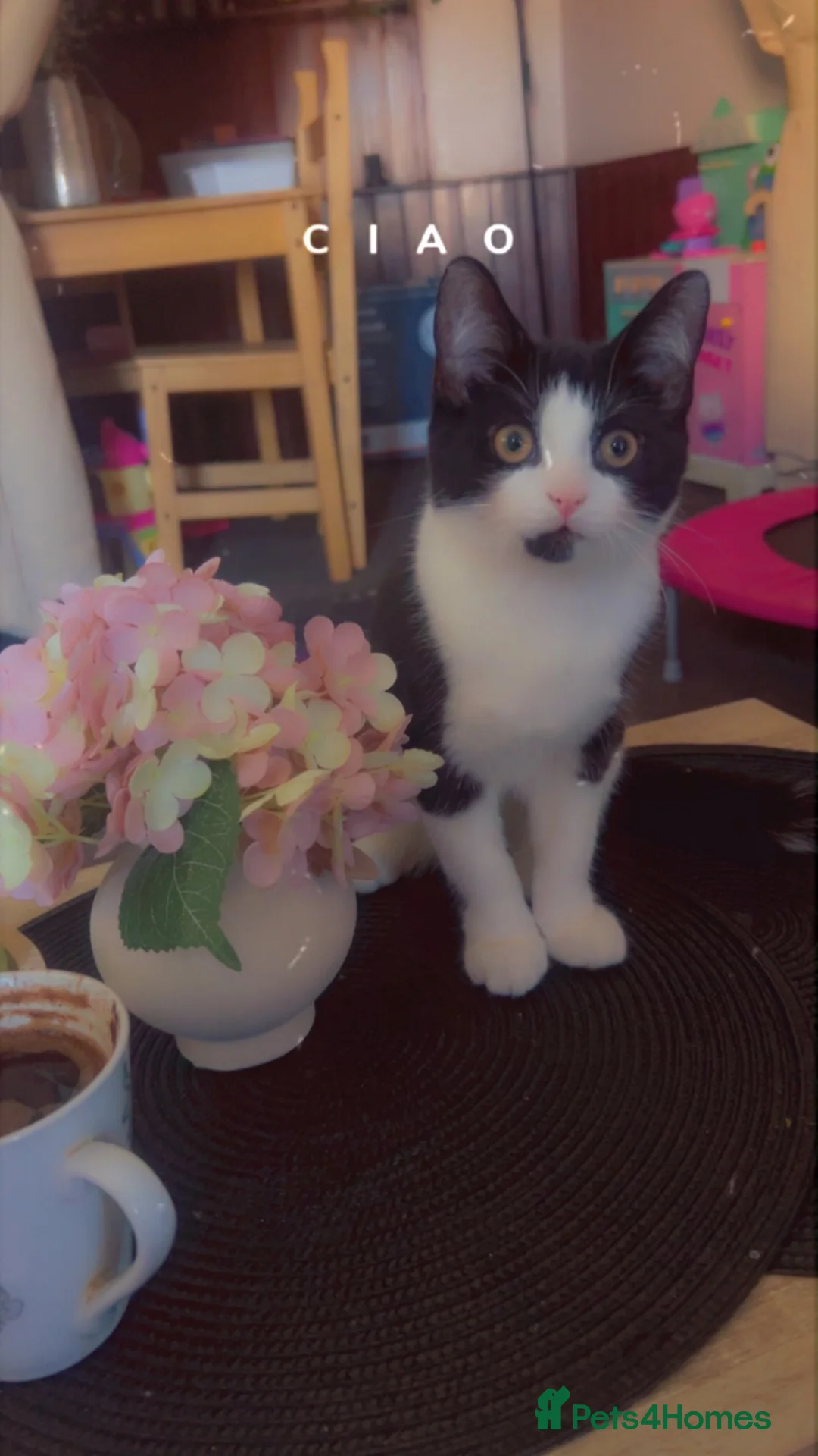 Mixed Breed cats for sale: Little boy for sale  - Advert 5
