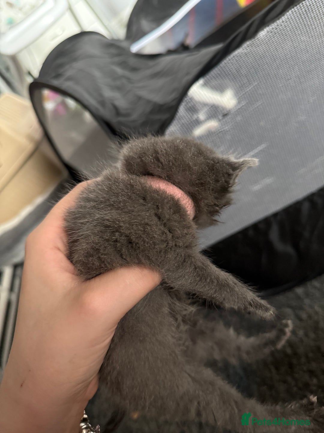 Mixed Breed cats for sale: mixed breed kittens for sale - Image 13