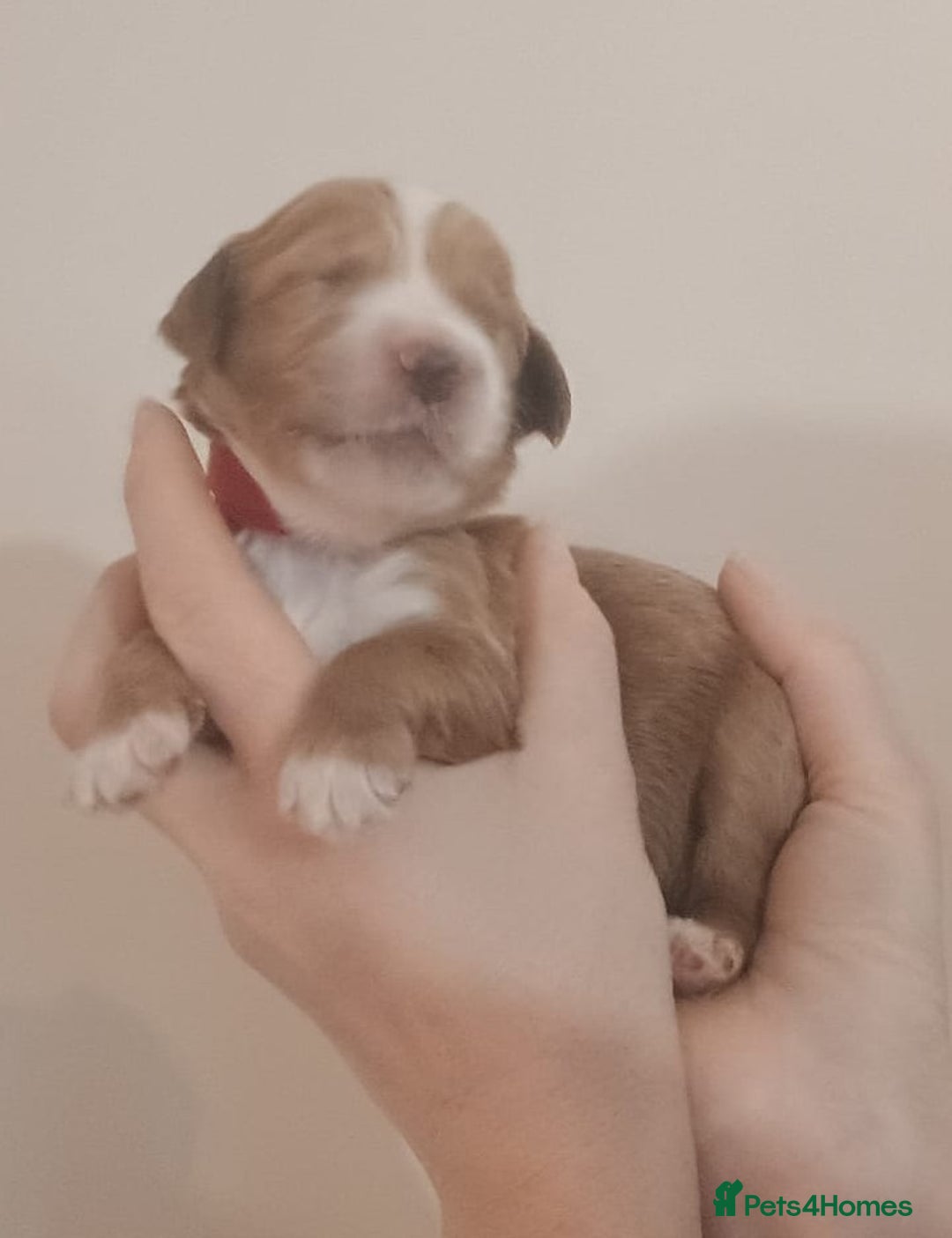 Mixed Breed dogs for sale: Australian doubledoodle puppies - Image 27