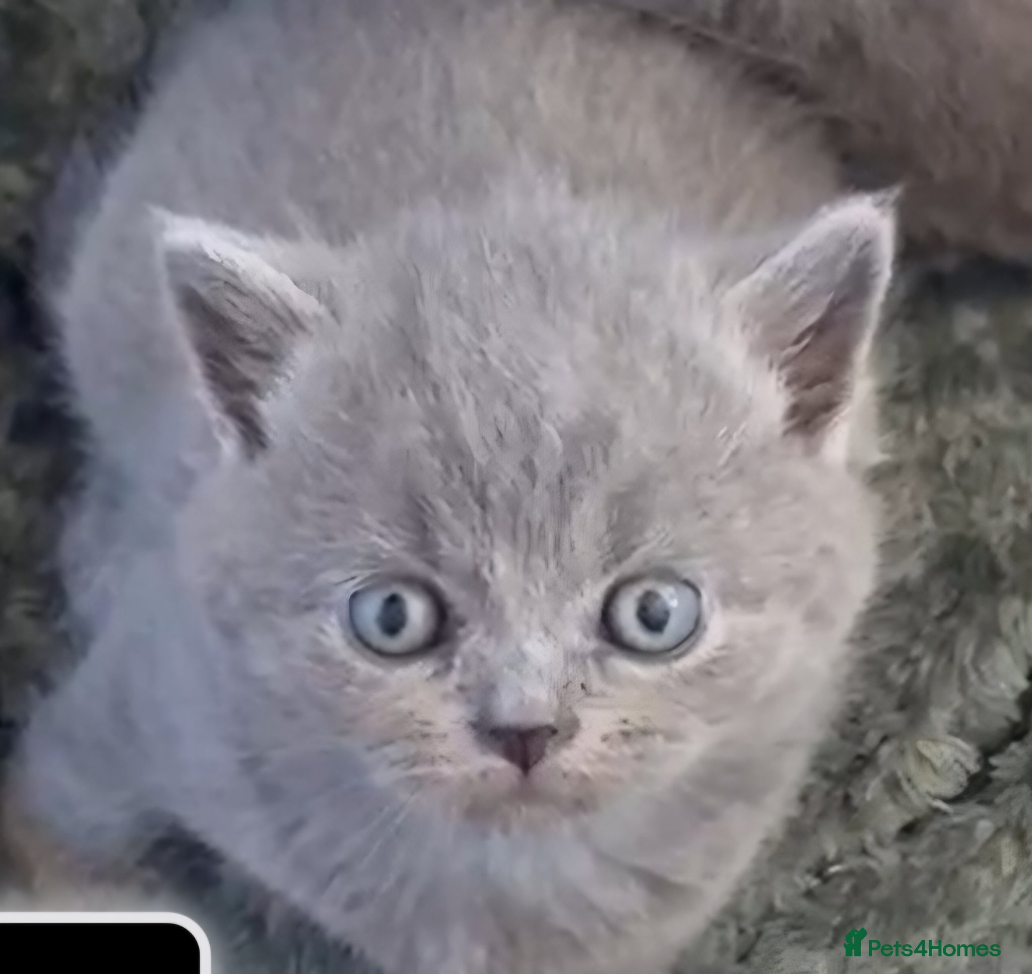 British Shorthair cats 3 British short-haired kittens  - Advert 1