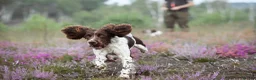 English Springer Spaniel dogs for sale: Kennel club registered Springer Spaniel Puppies - Advert 15