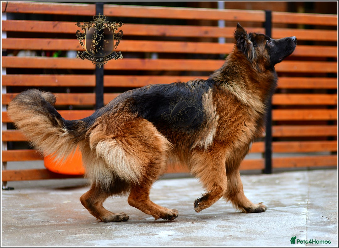 German Shepherd dogs for sale: ADULT LONGHAIRED GSD FEMALE  - Advert 1