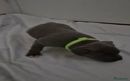 Staffordshire Bull Terrier dogs for sale: Blue staffs for sale £900 - Image 17