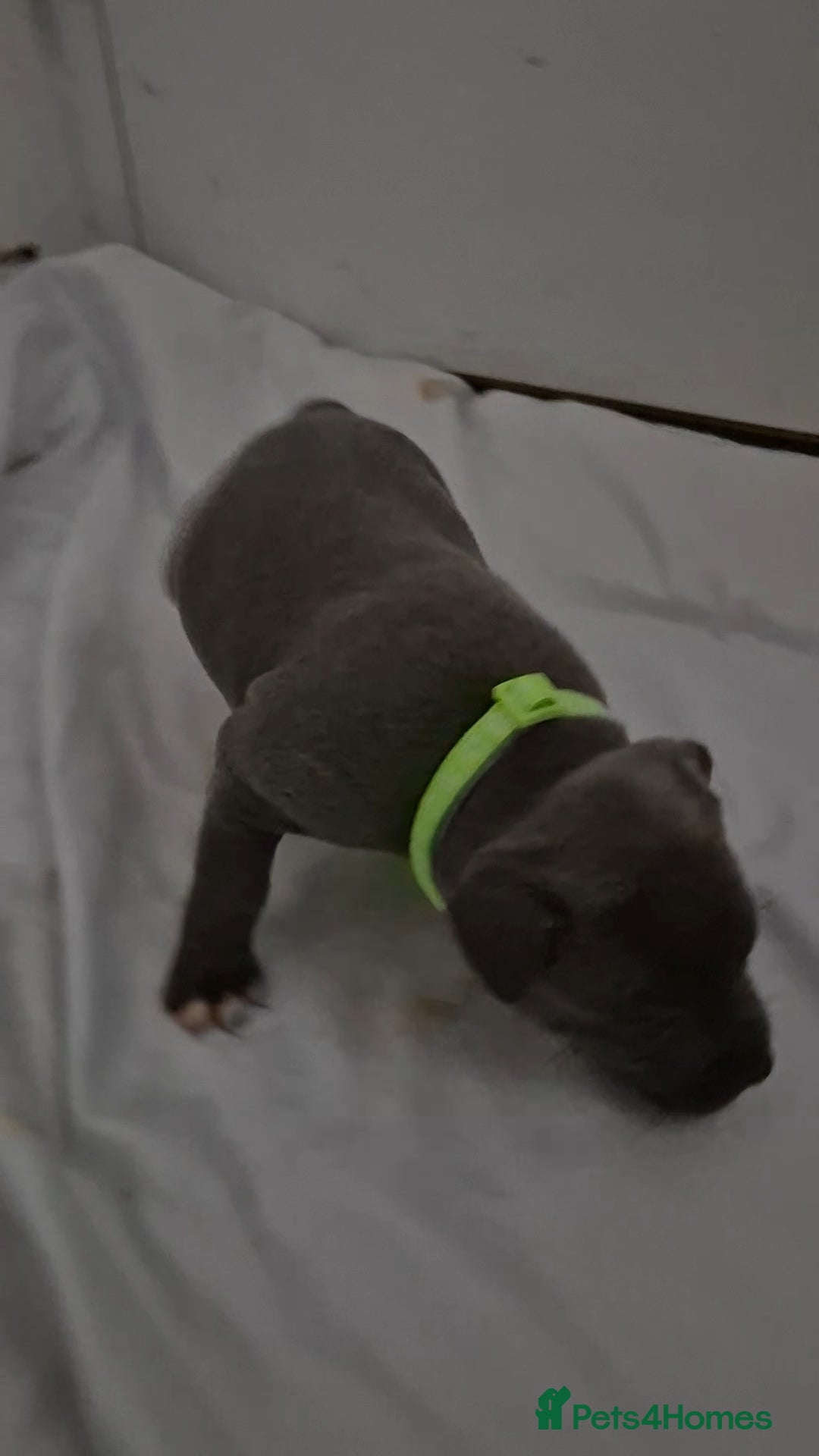 Staffordshire Bull Terrier dogs for sale: Blue staffs for sale £900 - Image 17