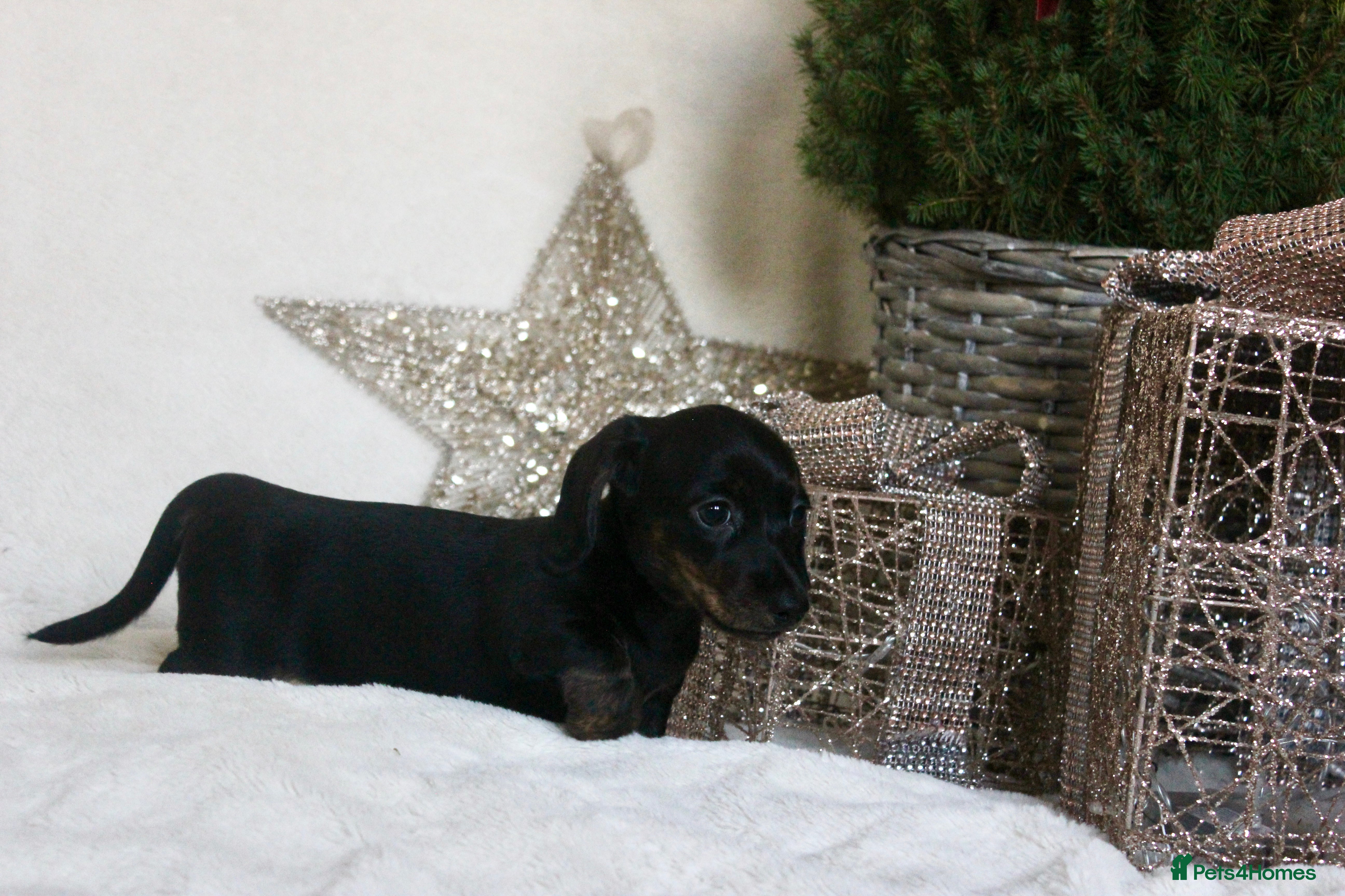 Miniature Dachshund dogs Miniature smooth hair dachshund puppies  - Advert 3