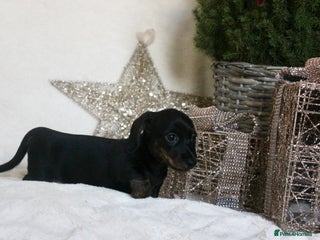 Miniature Dachshund dogs Miniature smooth hair dachshund puppies - Advert 3