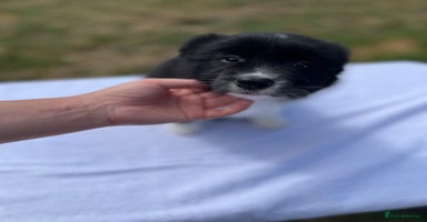 Border Collie dogs - Advert 2