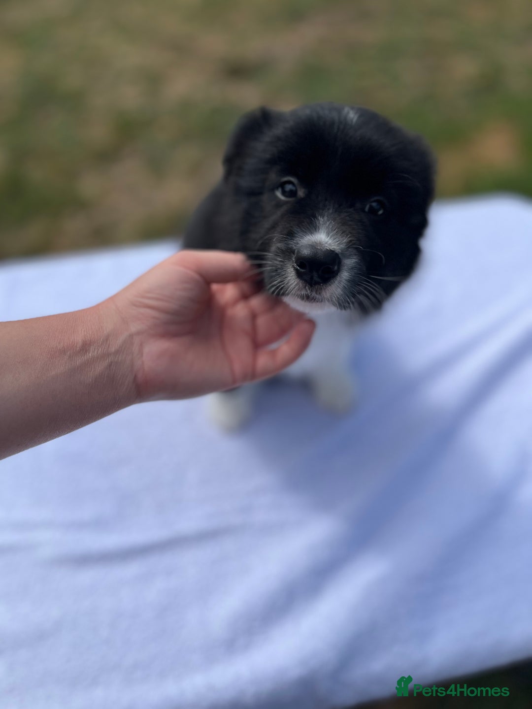 Border Collie dogs for sale: Border Collie puppies looking their 5 ⭐️ home - Image 4