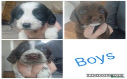 Sprocker dogs for sale: Beautiful litter of sprocker puppies - Image 3