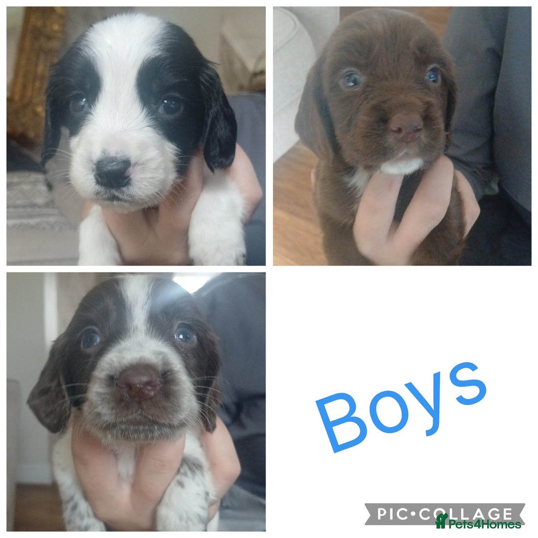 Sprocker dogs for sale: Beautiful litter of sprocker puppies - Image 3