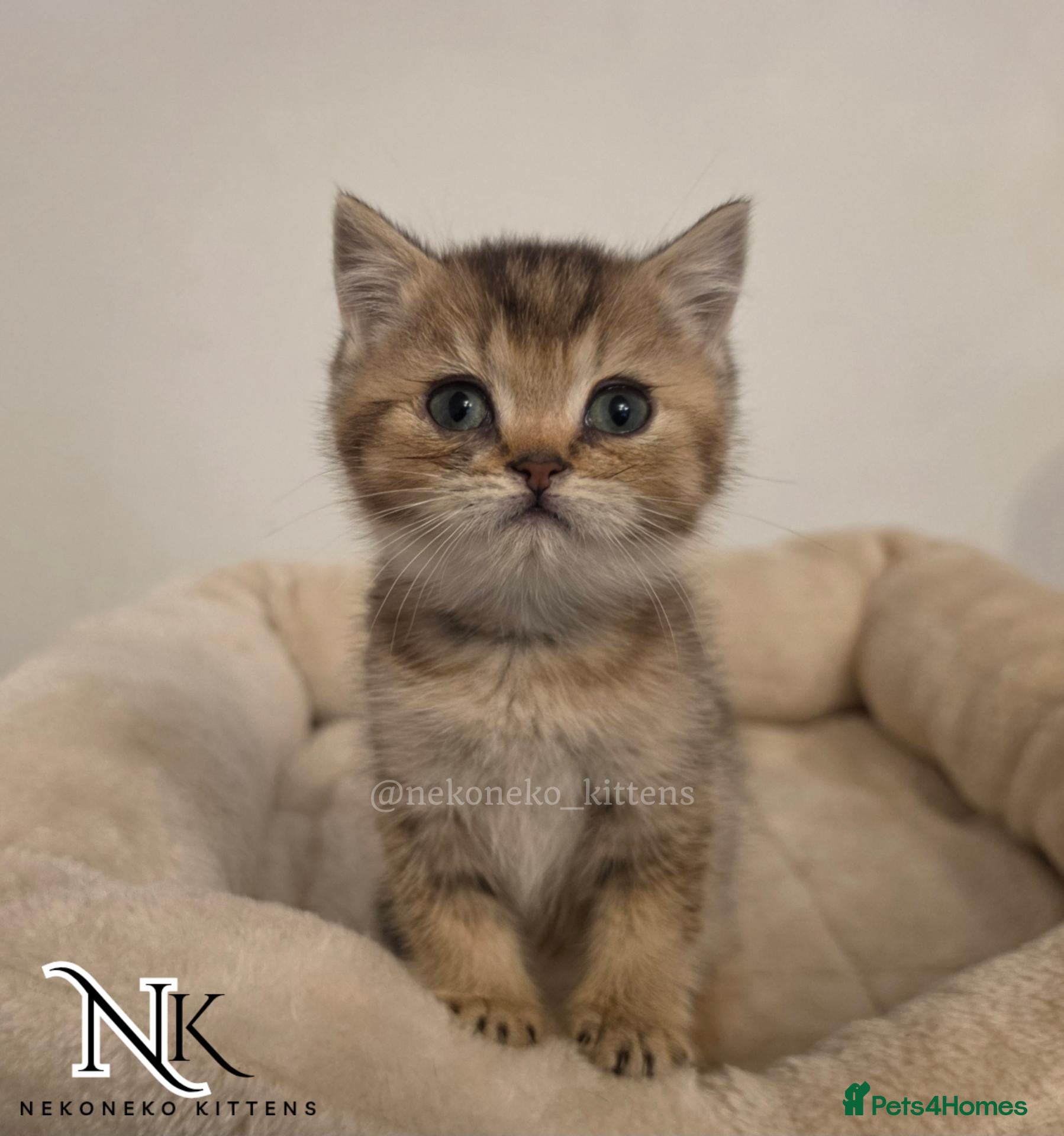 British Shorthair cats GCCF British Shorthair Babies Ready Soon 🐱 - Advert 2