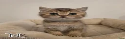 British Shorthair cats for sale: GCCF British Shorthair Babies Ready Soon 🐱 - Advert 1