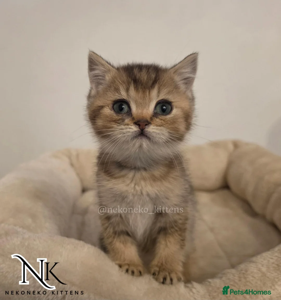 British Shorthair cats for sale: GCCF British Shorthair Babies Ready Soon 🐱 - Advert 1