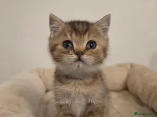 British Shorthair cats GCCF British Shorthair Babies Ready Soon 🐱 - Advert 2
