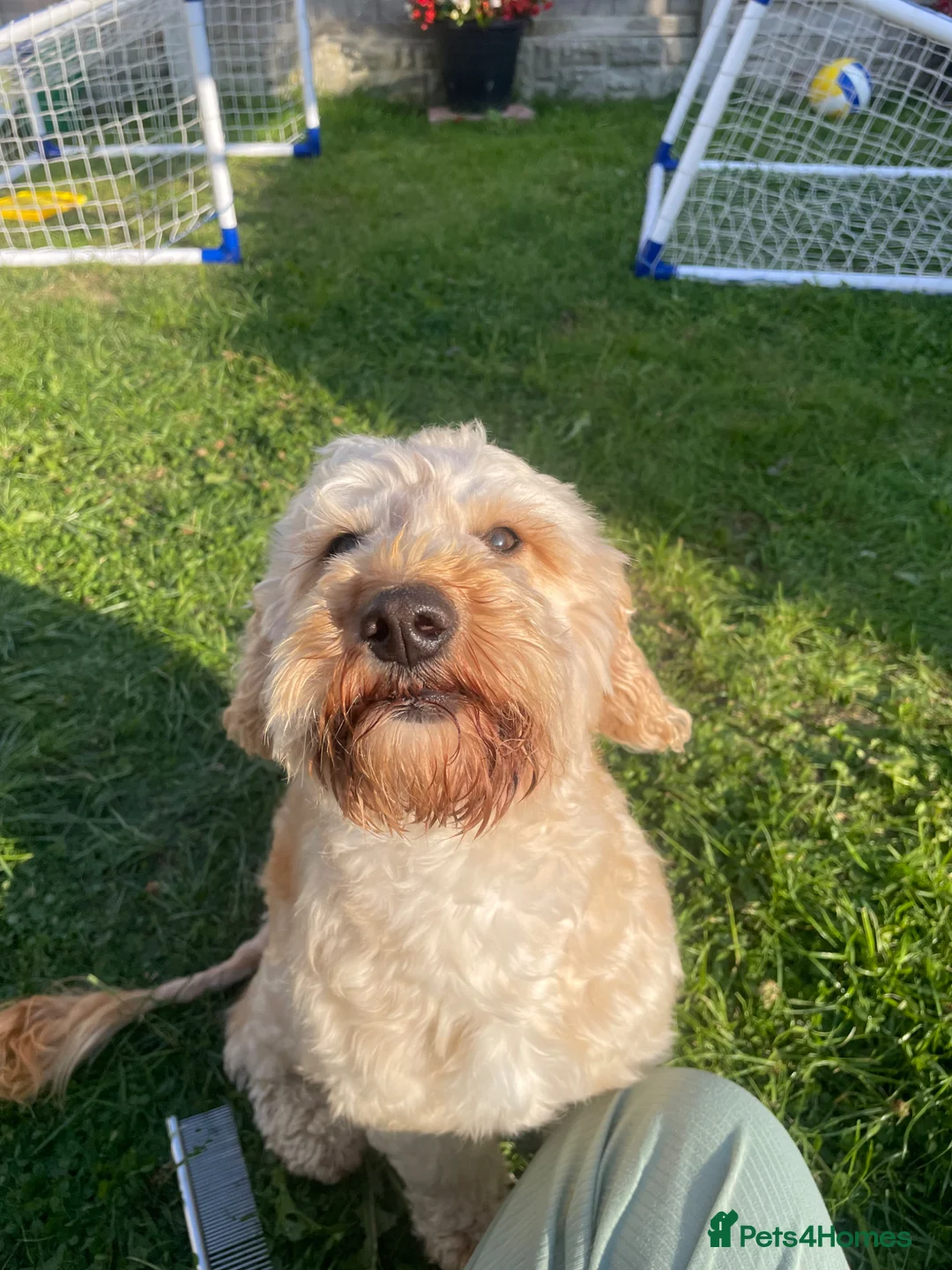 Cockapoo dogs for sale: 3 year old female cockapoo in Liverpool - Advert 4