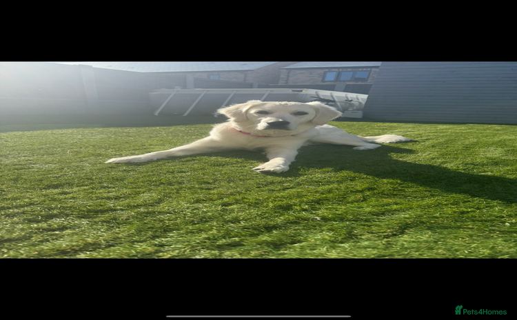 Golden Retriever dogs - Advert 1