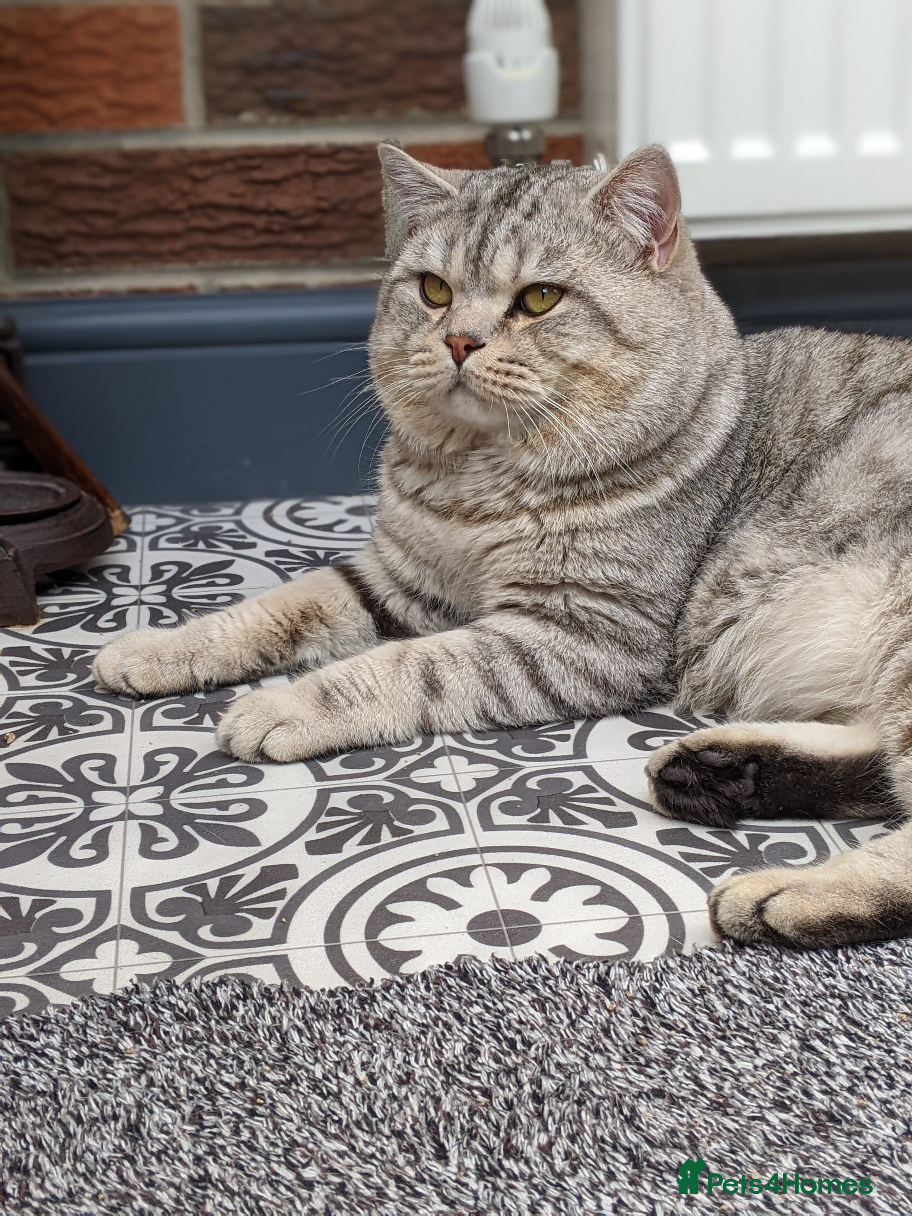 Scottish Fold cats BSH stud Derby  in Derby - Advert 14