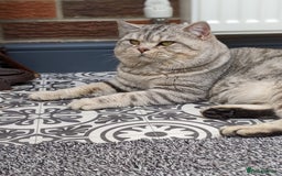 Scottish Fold cats for stud: BSH stud Derby  in Derby - Image 1