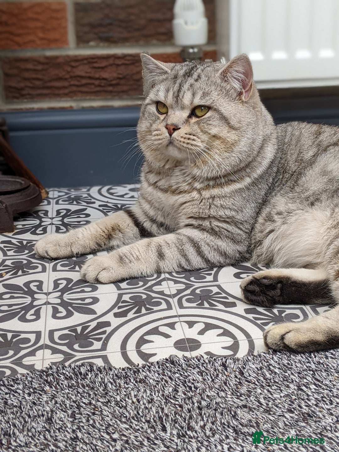 Scottish Fold cats for stud: BSH stud Derby  in Derby - Image 1
