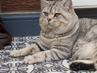 Scottish Fold cats in Derby - Advert 1