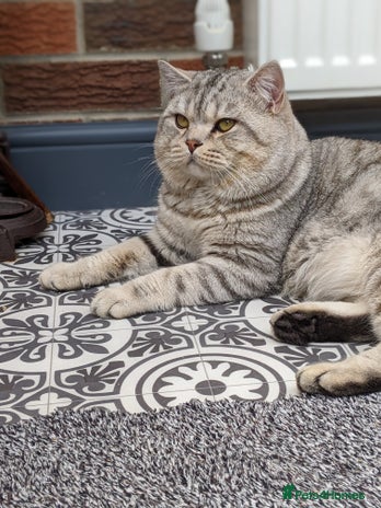 Scottish Fold cats BSH stud Derby in Derby - Advert 13