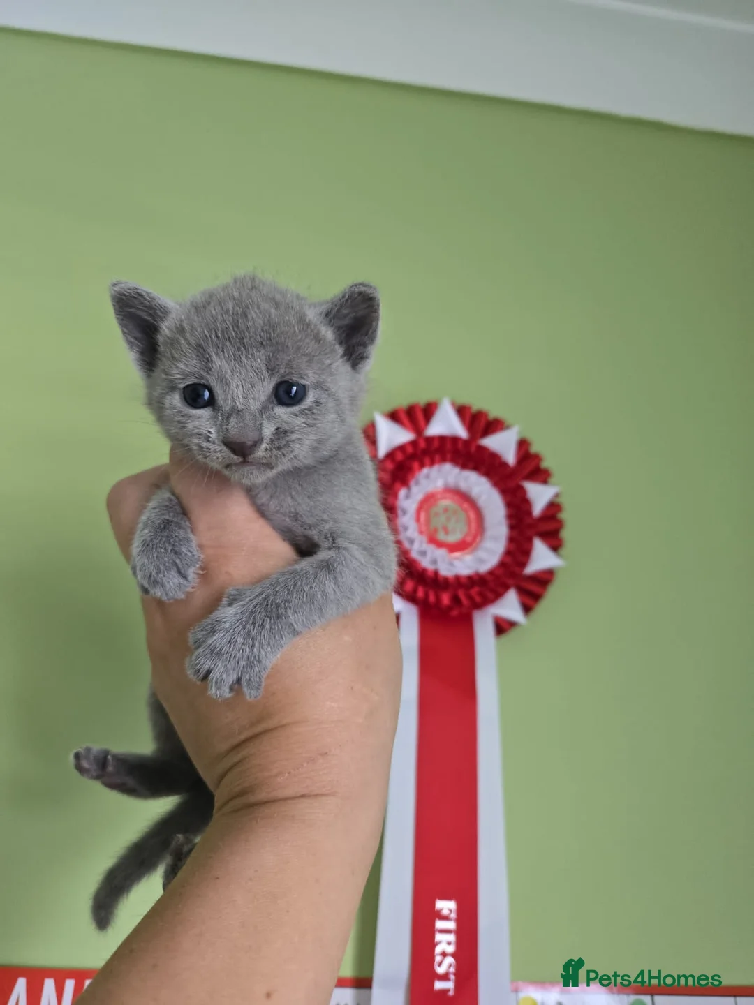 Russian Blue cats for sale: 🥇🏆TOP Quality TICA Reg Russian blue kittens 🏅  - Advert 1