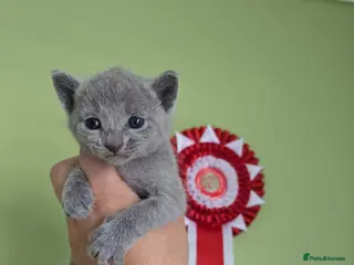 Russian Blue cats 🥇🏆TOP Quality TICA Reg Russian blue kittens 🏅 - Advert 3