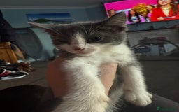Domestic Shorthair cats for sale: 2 grey and white twin kittens  - Image 1