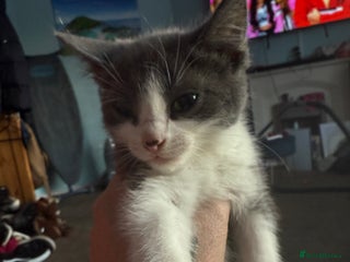 Domestic Shorthair cats for sale - Advert 1