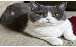 British Shorthair cats for sale: British Shorthair Female - Age 6 - Image 4