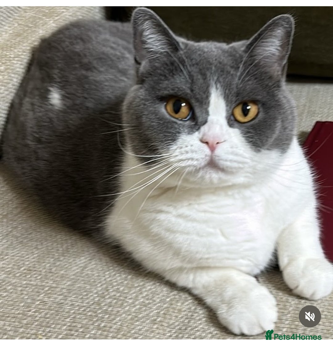 British Shorthair cats for sale: British Shorthair Female - Age 6 - Image 4
