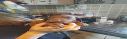Miniature Dachshund dogs for sale: Miniature dashchund puppy - Advert 4