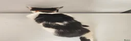 Mixed Breed cats for sale: 2 male kittens 16 weeks old - Advert 4