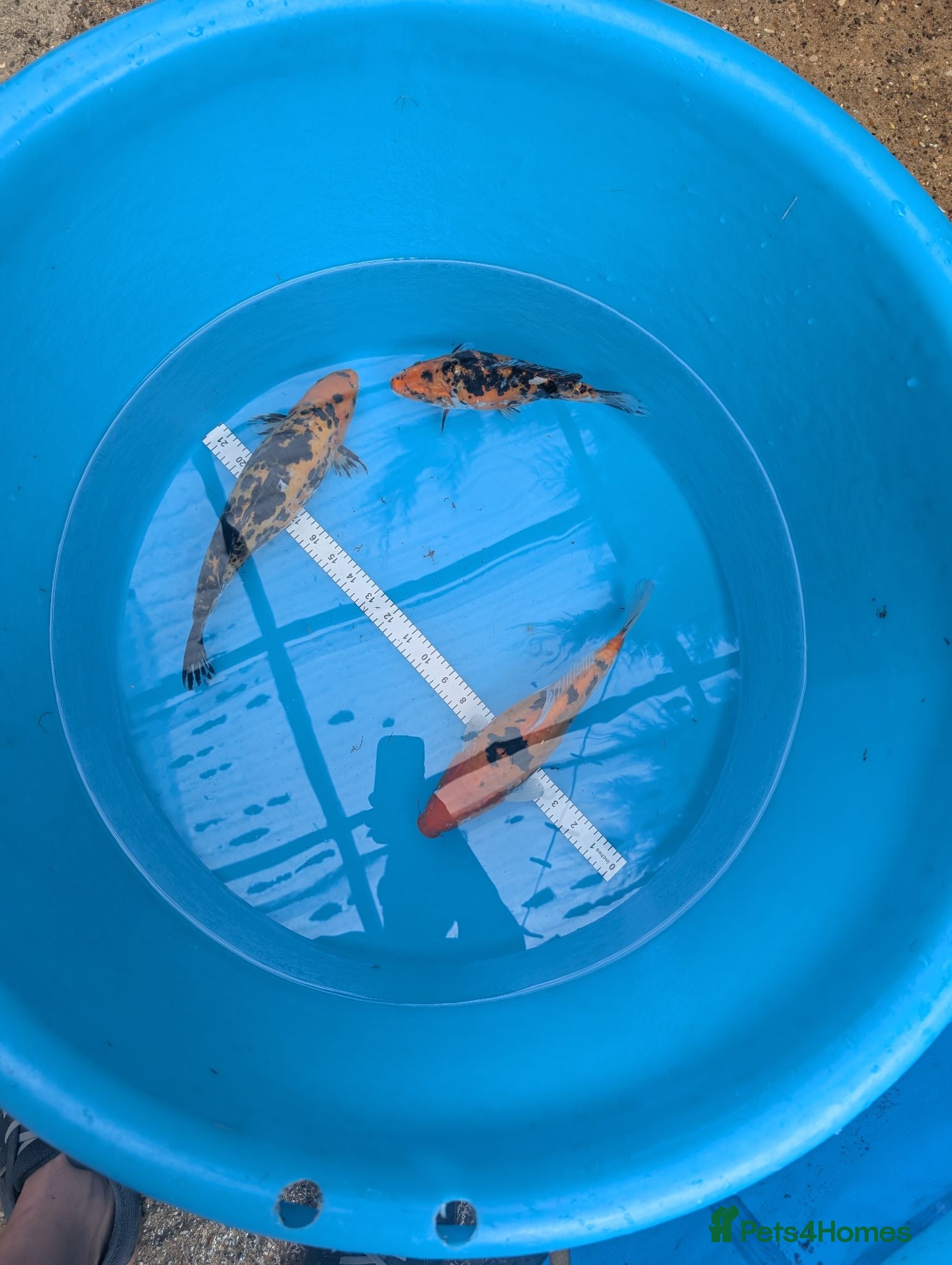 Koi Carp fish Koi and orfe for new homes  - Advert 1