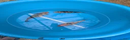 Koi Carp fish for sale: Koi and orfe for new homes  in Grimsby - Advert 1